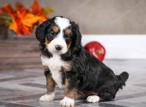 male mini bernedoodle near Chicago Illinois