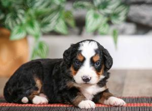 male mini bernedoodle near Chicago Illinois