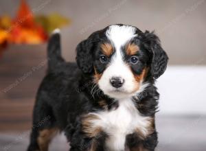 male mini bernedoodle near Chicago Illinois
