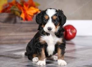 male mini bernedoodle near Chicago Illinois