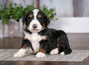 tri-colored male mini bernedoodle near Chicago Illinois