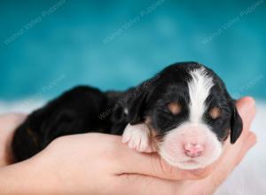 tri-colored male mini bernedoodle near Chicago Illinois