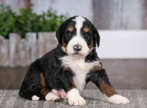 tri-colored male mini bernedoodle near Chicago Illinois