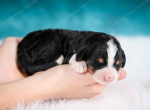 tri-colored male mini bernedoodle near Chicago Illinois