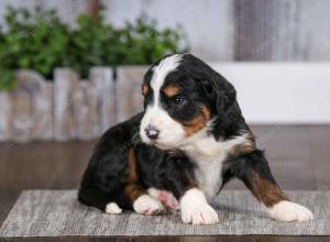 tri-colored male mini bernedoodle near Chicago Illinois