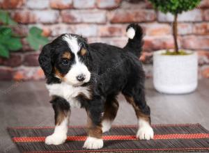 tri-colored male mini bernedoodle near Chicago Illinois