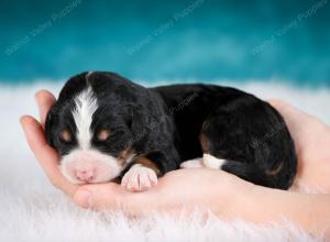 tri-colored male mini bernedoodle near Chicago Illinois