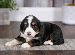 tri-colored male mini bernedoodle near Chicago Illinois