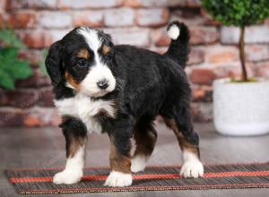 tri-colored male mini bernedoodle near Chicago Illinois