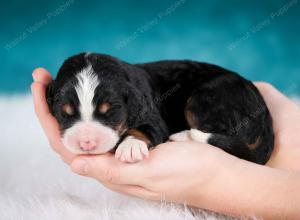 tri-colored male mini bernedoodle near Chicago Illinois