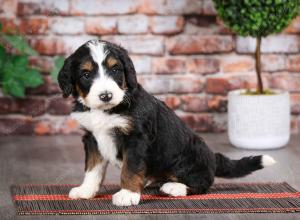 tri-colored male mini bernedoodle near Chicago Illinois