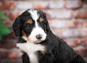 tri-colored male mini bernedoodle near Chicago Illinois