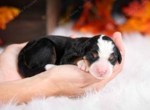 female mini bernedoodle near Chicago Illinois