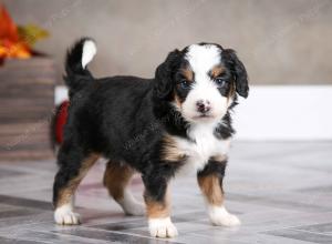 female mini bernedoodle near Chicago Illinois