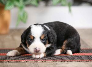 female mini bernedoodle near Chicago Illinois