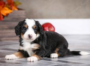 female mini bernedoodle near Chicago Illinois