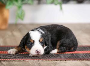 female mini bernedoodle near Chicago Illinois