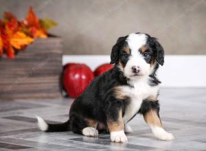 female mini bernedoodle near Chicago Illinois