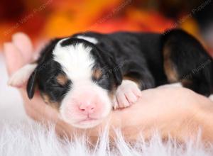 female mini bernedoodle near Chicago Illinois