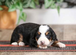 female mini bernedoodle near Chicago Illinois