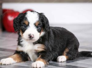 female mini bernedoodle near Chicago Illinois