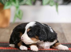 female mini bernedoodle near Chicago Illinois