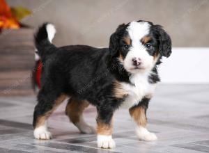 female mini bernedoodle near Chicago Illinois