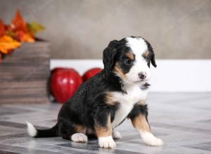 female mini bernedoodle near Chicago Illinois