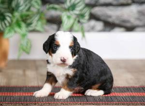 female mini bernedoodle near Chicago Illinois