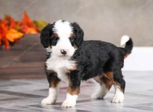 female mini bernedoodle near Chicago Illinois