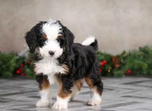 female mini bernedoodle near Chicago Illinois
