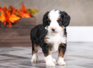 female mini bernedoodle near Chicago Illinois