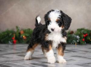 female mini bernedoodle near Chicago Illinois
