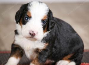 female mini bernedoodle near Chicago Illinois