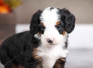 female mini bernedoodle near Chicago Illinois