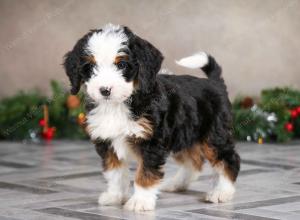 female mini bernedoodle near Chicago Illinois