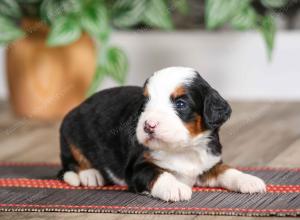 female mini bernedoodle near Chicago Illinois