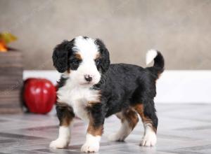 female mini bernedoodle near Chicago Illinois