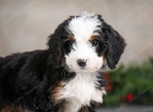 female mini bernedoodle near Chicago Illinois