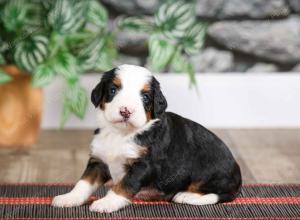 female mini bernedoodle near Chicago Illinois