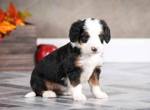 female mini bernedoodle near Chicago Illinois