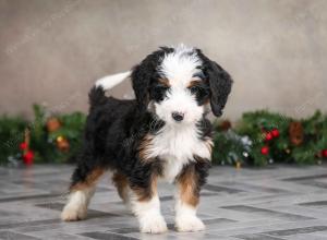 female mini bernedoodle near Chicago Illinois
