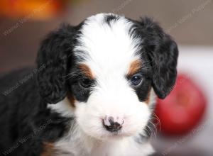female mini bernedoodle near Chicago Illinois