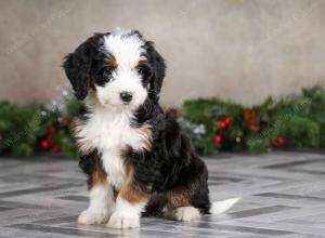 female mini bernedoodle near Chicago Illinois