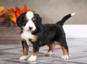 female mini bernedoodle near Chicago Illinois