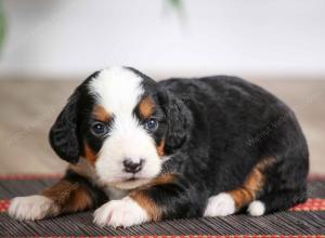 female mini bernedoodle near Chicago Illinois