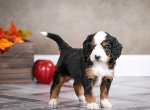 female mini bernedoodle near Chicago Illinois
