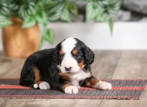 female mini bernedoodle near Chicago Illinois