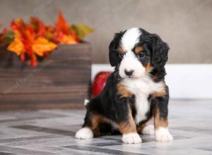 female mini bernedoodle near Chicago Illinois