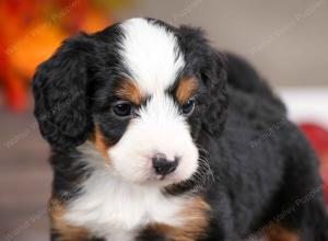 female mini bernedoodle near Chicago Illinois